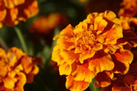 Orange Marigold Blossoms Stock Photos