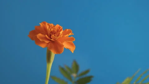 Orange marigold on a blue background Stock Footage 221858195