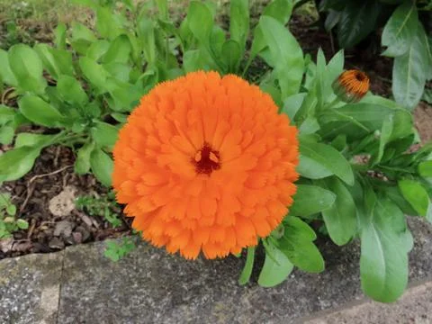 Orange marigold close up Stock Photos