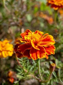 Orange marigold close-up Stock Photos