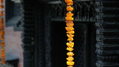 Orange Marigold flower decoration during the Tihar festival in Kathmandu, Nepal. Stock Footage 169932004