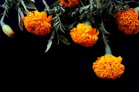 Orange marigold flower  frame. Stock Photos