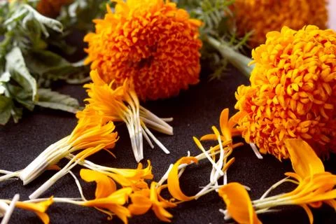 Orange Marigold flower Stock Photos