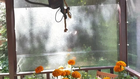 Orange Marigold Flowers Blooming on Rustic Country House Veranda Vídeos de archivo 339025917