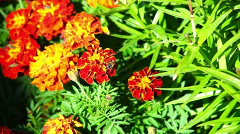 Orange marigold flowers Stock Footage 29838626