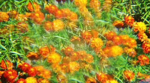 Orange marigold flowers with multiple image optical filter Video stock 30368082