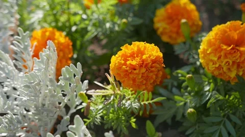 Orange Marigold flowers in a spring garden. Stock Footage 137660216