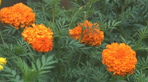 Orange marigold. Stock Footage 2104377
