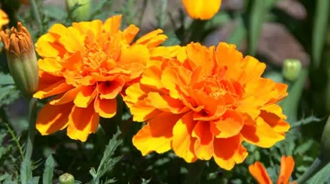 Orange marigold in garden Stock Footage 10181513
