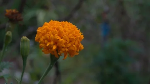 Orange marigold in the garden. 库存影片 124159897