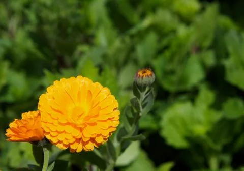 Orange marigold Stock Photos