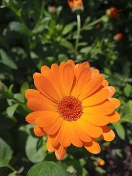 Orange Marigold Foto stock
