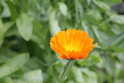 Orange marigold Stock Photos
