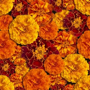 Orange marigold seamless pattern Stock Photos