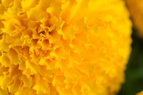 Orange Marigolds flower fields, selective focus Stock Photos