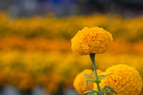 Orange Marigolds flower fields, selective focus Stock Photos