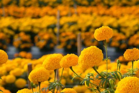 Orange Marigolds flower fields, selective focus Stock Photos