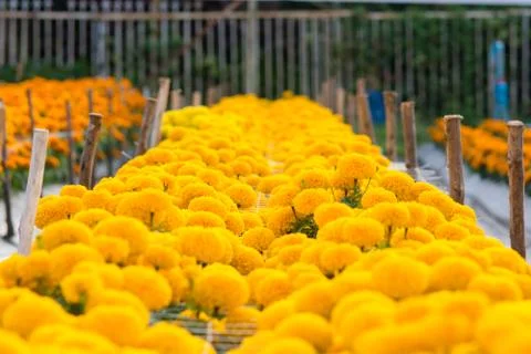 Orange Marigolds flower fields, selective focus Stock Photos