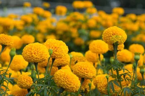 Orange Marigolds flower fields, selective focus Stock Photos