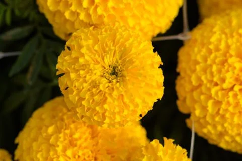 Orange Marigolds flower fields, selective focus Stock Photos