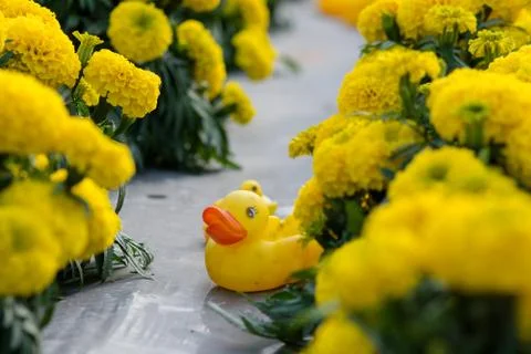 Orange Marigolds flower fields, selective focus Stock Photos