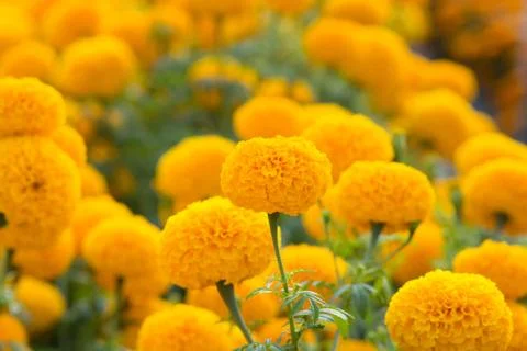 Orange Marigolds flower fields, selective focus Stock Photos