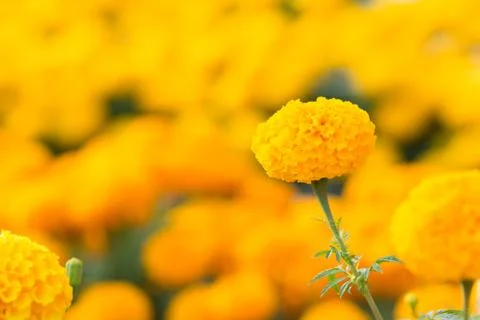 Orange Marigolds flower fields, selective focus Stock Photos