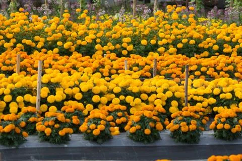 Orange Marigolds flower fields, selective focus Stock Photos