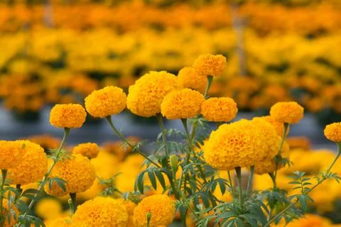 Orange Marigolds flower fields, selective focus Stock Photos