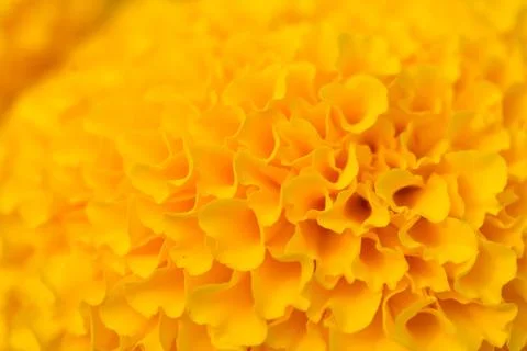 Orange Marigolds flower fields, selective focus Stock Photos