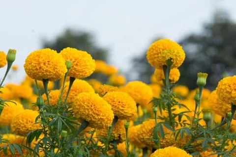 Orange Marigolds flower fields, selective focus Foto stock