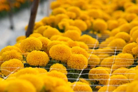 Orange Marigolds flower fields, selective focus Stock Photos