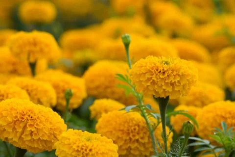 Orange Marigolds flower fields, selective focus Stock Photos