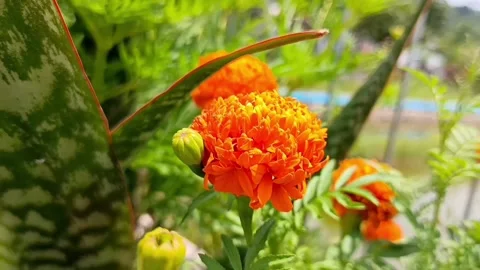 Orange Marigolds Stock Footage 327765721