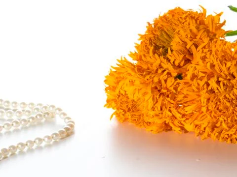 Orange marigolds Stock Photos