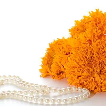 Orange marigolds Stock Photos