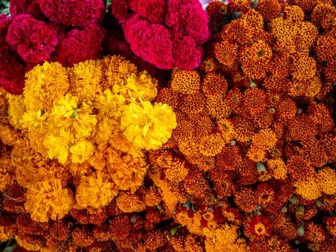 Orange marigolds Stock Photos