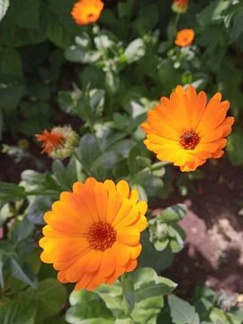 Orange Marigolds Stockfoto's