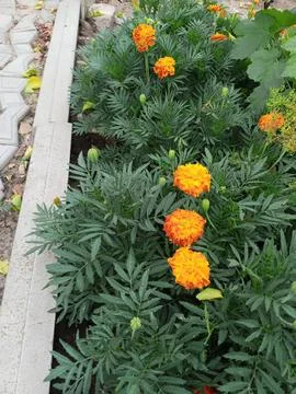 Orange Marigolds Stockfoto's