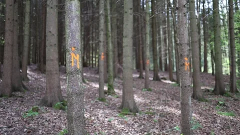 Orange marked trees stand tall in quiet forest indicating selection for harvest  库存影片 307700058