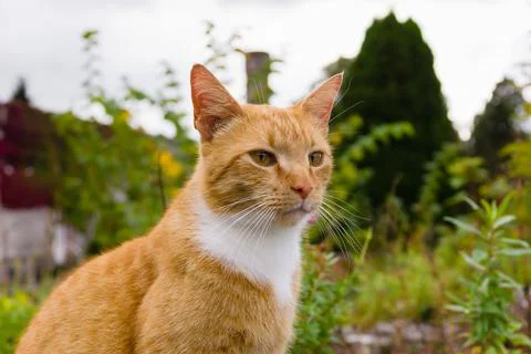 Orange Marmalade Cat Stock Photos