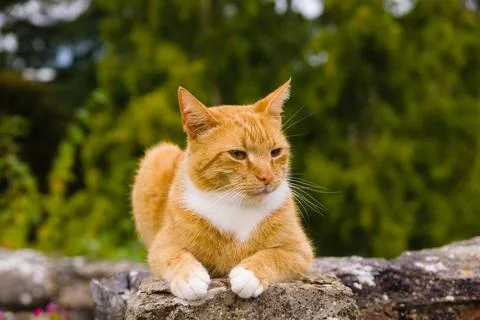 Orange Marmalade Cat Stock Photos
