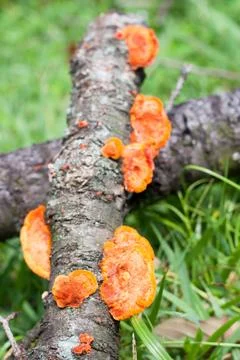 Orange mashrooms Stock Photos