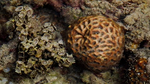 Orange Maze-Patterned Structure on a Shallow Rocky Seabed 스톡 동영상 342016261