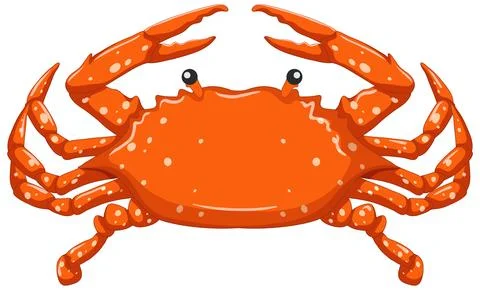 Orange Mediterranean Crab Vector Illustration Isolated on White Background Stock Illustration