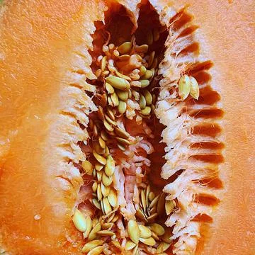 Orange melon Stock Photos