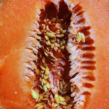 Orange melon Stock Photos