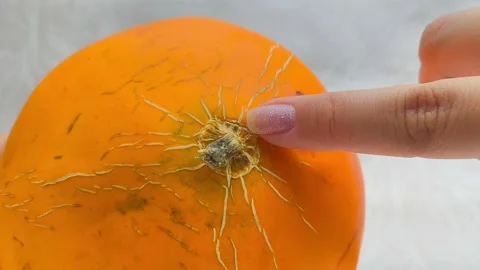 An orange melon in a womans hands. A finger touches a dry branch on a melon. A Stock Footage 314976177