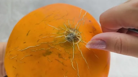 An orange melon in a womans hands. A finger touches a dry branch on a melon. A 動画素材 314976189