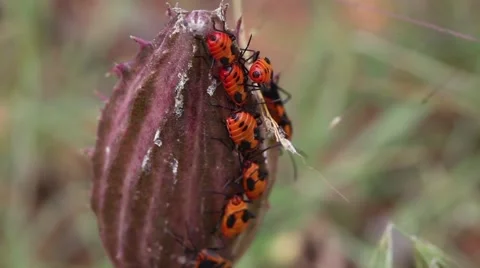 Orange Milkweed Beetles Stockbeeldmateriaal 52093045